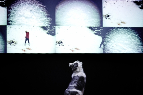 Judith Zagury et le ShanjuLab créent In bocca al lupo